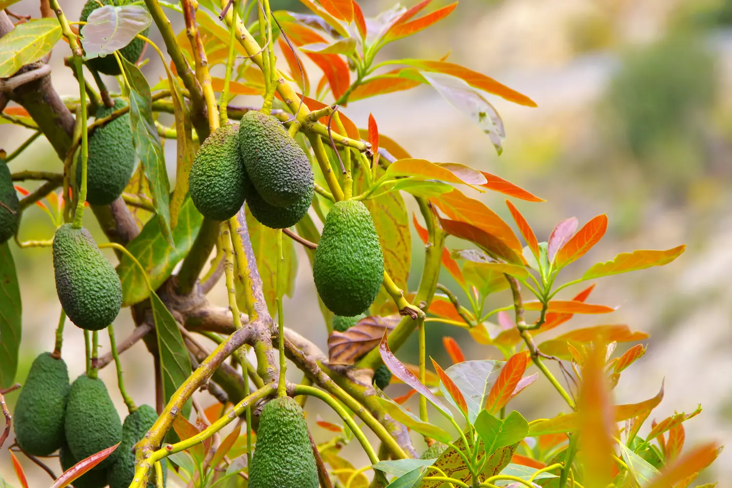 Analyse foliaire